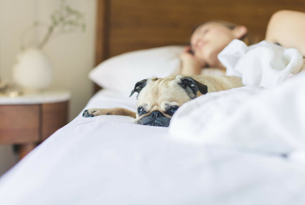 The Pros & Cons of Sharing a Bed with Your Pet
